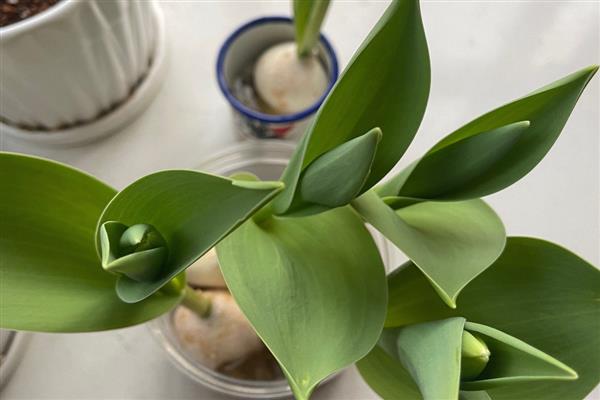 水培郁金香能不能留种，花朵开败后种球就会死亡