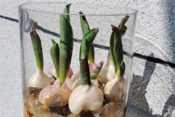 水培郁金香能不能留种，花朵开败后种球就会死亡