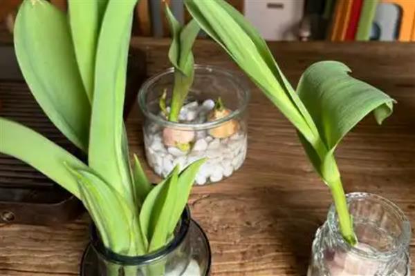 水培郁金香能不能留种，花朵开败后种球就会死亡