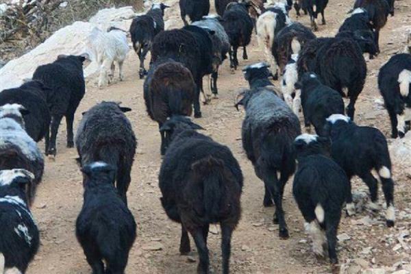 回村创业有什么高利润的养殖项目，乌骨羊、秋刀鱼等动物值得考虑