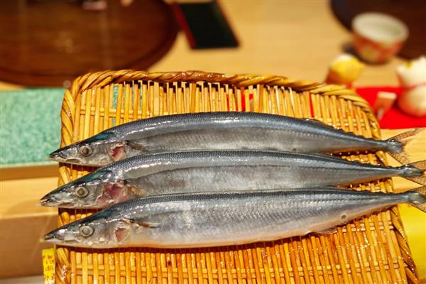 回村创业有什么高利润的养殖项目，乌骨羊、秋刀鱼等动物值得考虑