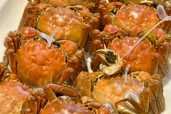 回村创业有什么高利润的养殖项目，乌骨羊、秋刀鱼等动物值得考虑