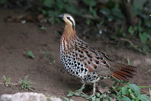 回村创业有什么高利润的养殖项目，乌骨羊、秋刀鱼等动物值得考虑
