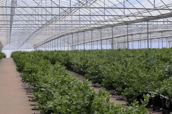 回村创业有什么高利润的养殖项目，乌骨羊、秋刀鱼等动物值得考虑