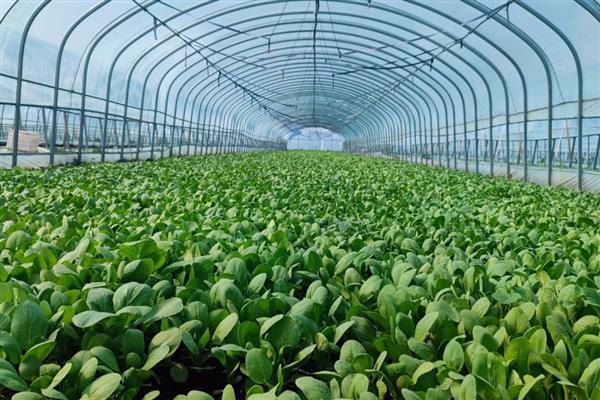 回村创业有什么高利润的养殖项目，乌骨羊、秋刀鱼等动物值得考虑