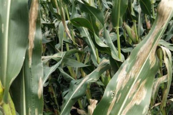 玉米大斑病如何防治，种植时可向土壤中混合生石灰