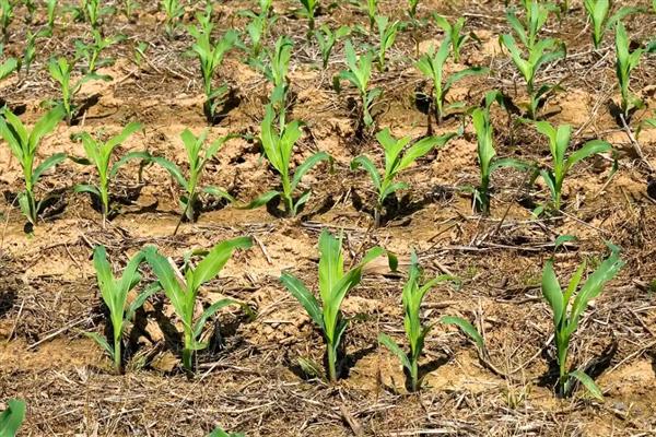 玉米大斑病如何防治，种植时可向土壤中混合生石灰