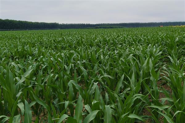 玉米大斑病如何防治，种植时可向土壤中混合生石灰