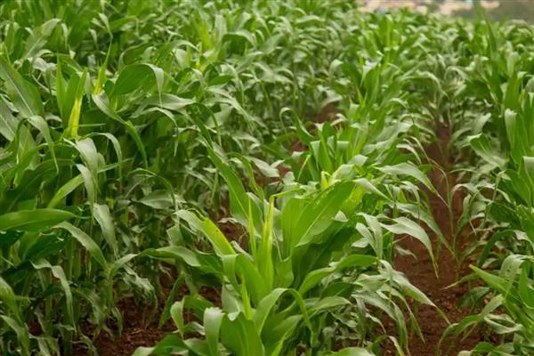 玉米大斑病如何防治，种植时可向土壤中混合生石灰