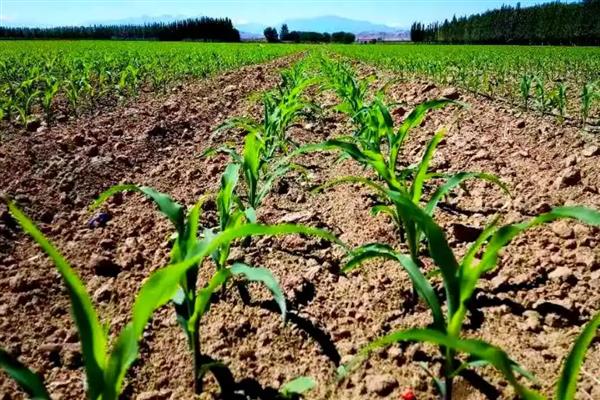 玉米大斑病如何防治，种植时可向土壤中混合生石灰