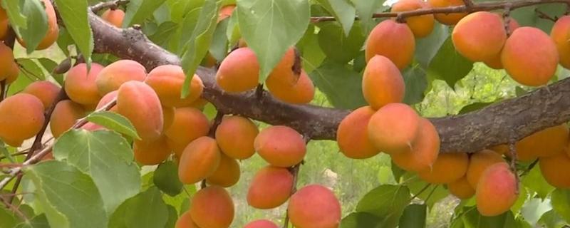 河北省涿鹿县的特产，有大杏扁、涿鹿紫皮大蒜等