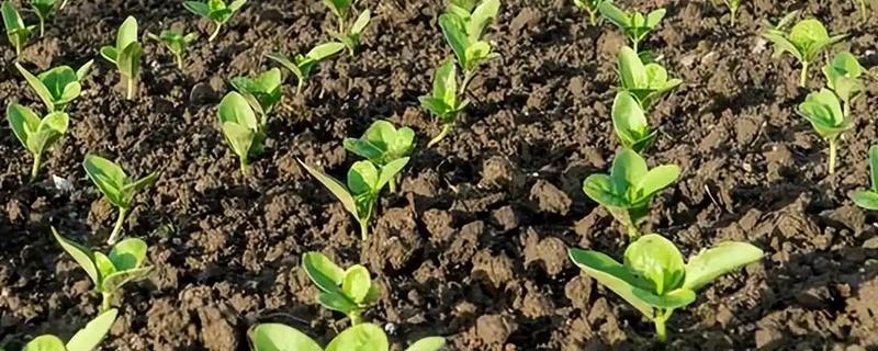 施肥后能马上浇水吗，施肥后可以马上浇水