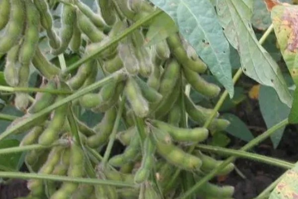 中国大豆进口的主要国家,有巴西、美国、阿根廷等