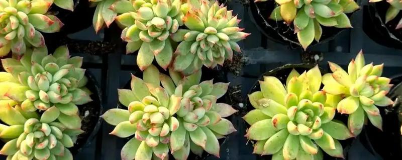 怎么养女雏多肉植物，春秋季节需要充足的水分