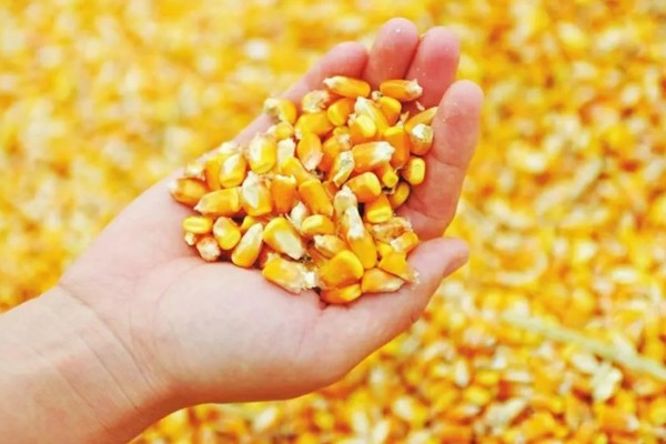 玉米种类一共有几种,可分为马齿型、硬粒型、半马齿型等