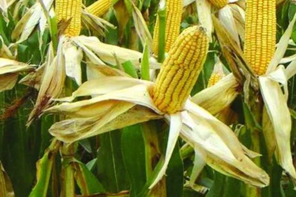 玉米种类一共有几种,可分为马齿型、硬粒型、半马齿型等