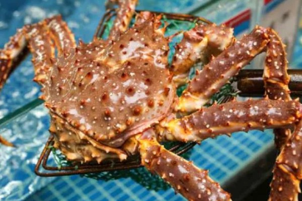 帝王蟹简介,是现存最大的甲壳动物之一