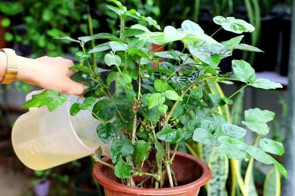 茉莉花叶子发黄怎么处理，需要合理浇水并补充光照