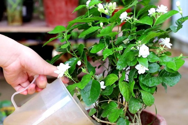 茉莉花叶子发黄怎么处理，需要合理浇水并补充光照