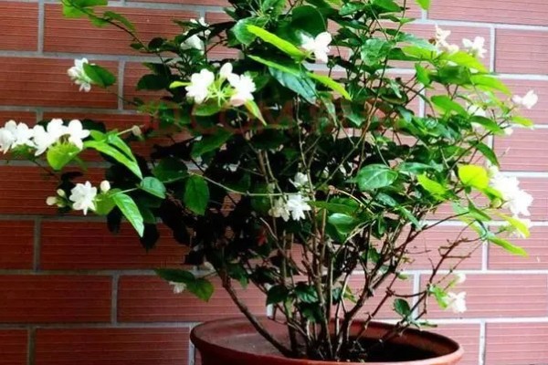 茉莉花叶子发黄怎么处理，需要合理浇水并补充光照