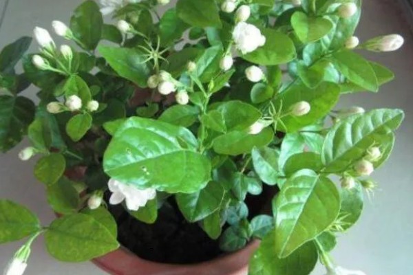 茉莉花叶子发黄怎么处理，需要合理浇水并补充光照