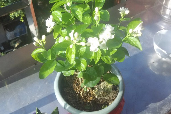 茉莉花叶子发黄怎么处理，需要合理浇水并补充光照