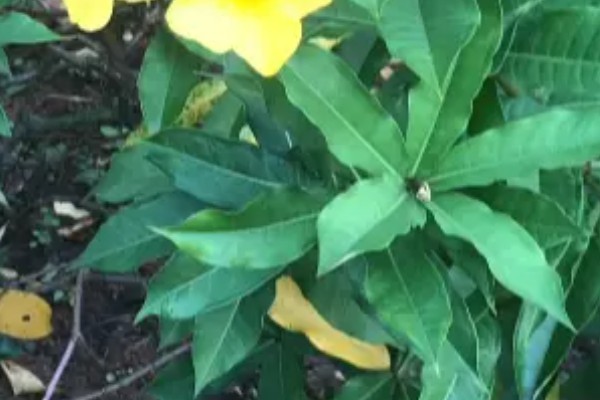 软枝黄蝉叶子变枯的原因，可能是没有接受充足的光照所致