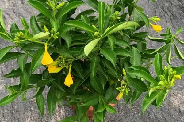 软枝黄蝉叶子变枯的原因，可能是没有接受充足的光照所致