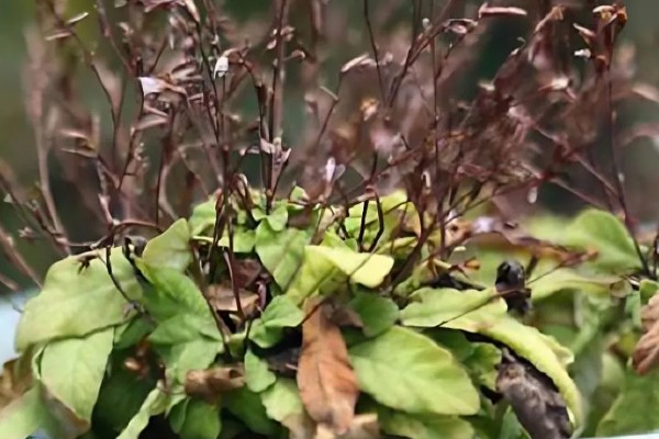 软枝黄蝉叶子变枯的原因，可能是没有接受充足的光照所致