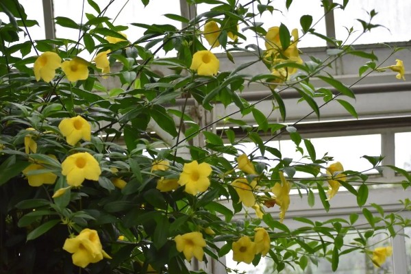 软枝黄蝉叶子变枯的原因，可能是没有接受充足的光照所致