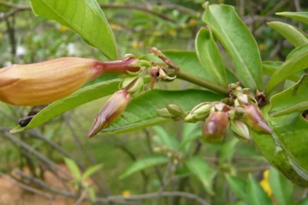 软枝黄蝉叶子变枯的原因，可能是没有接受充足的光照所致