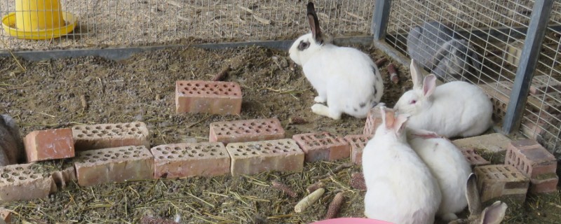 养兔子有什么技巧，遵守以下六个原则