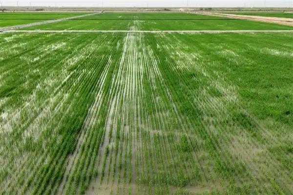 沙漠种植水稻有哪些难点，气候条件太恶劣