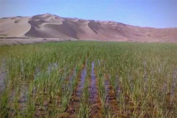 沙漠种植水稻有哪些难点，气候条件太恶劣