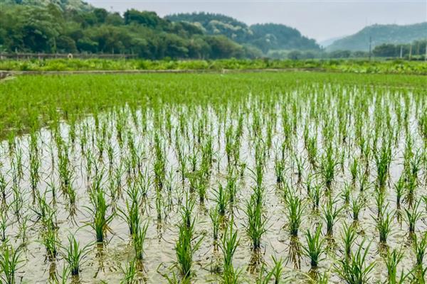 沙漠种植水稻有哪些难点，气候条件太恶劣