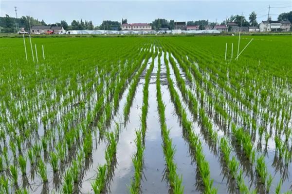 沙漠种植水稻有哪些难点，气候条件太恶劣