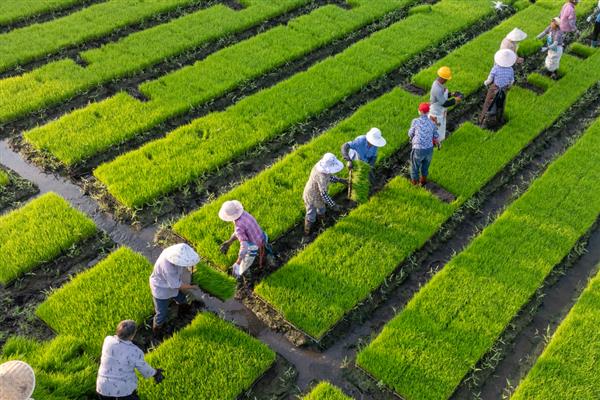 沙漠种植水稻有哪些难点，气候条件太恶劣