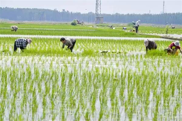 沙漠种植水稻有哪些难点，气候条件太恶劣