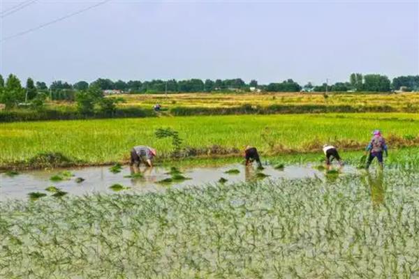 沙漠种植水稻有哪些难点，气候条件太恶劣