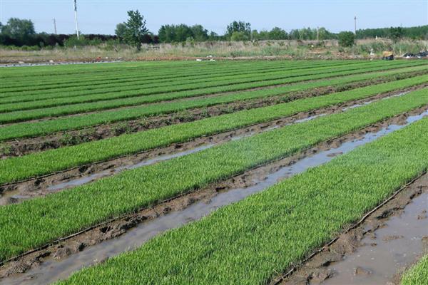 沙漠种植水稻有哪些难点，气候条件太恶劣