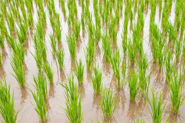 沙漠种植水稻有哪些难点，气候条件太恶劣