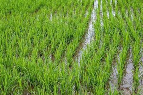 沙漠种植水稻有哪些难点，气候条件太恶劣