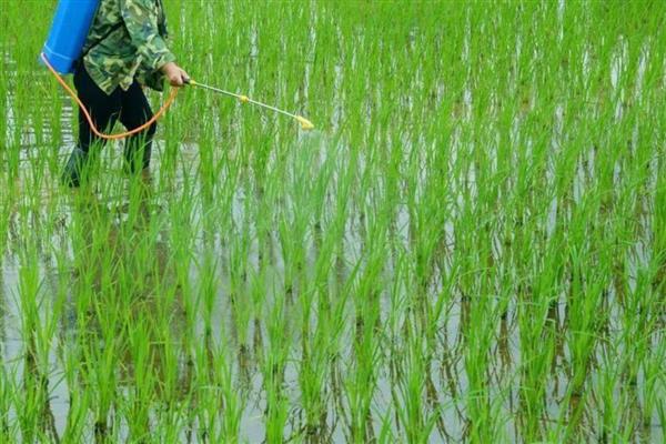 沙漠种植水稻有哪些难点，气候条件太恶劣
