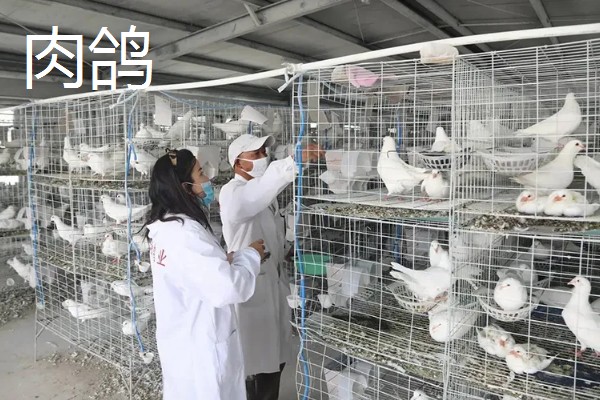 养殖什么比较好养，推荐肉鸽、养鹅等