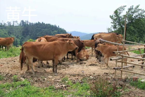 养殖什么比较好养，推荐肉鸽、养鹅等