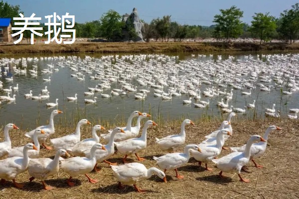 养殖什么比较好养，推荐肉鸽、养鹅等