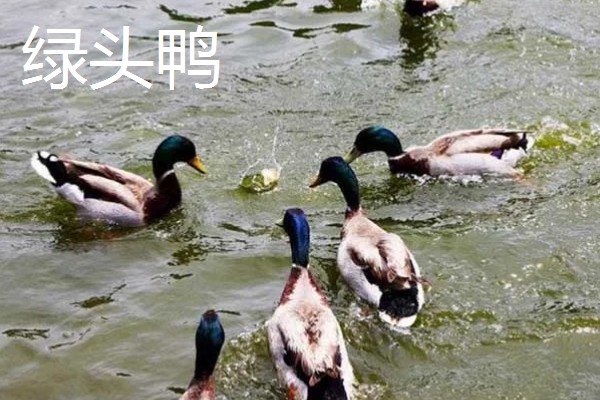 养殖什么比较好养，推荐肉鸽、养鹅等