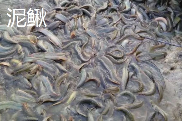 养殖什么比较好养，推荐肉鸽、养鹅等