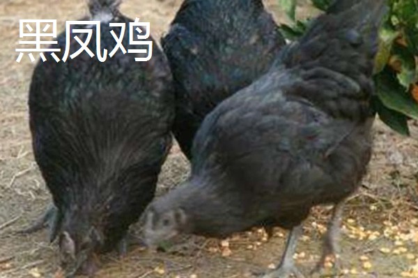 养殖什么比较好养，推荐肉鸽、养鹅等