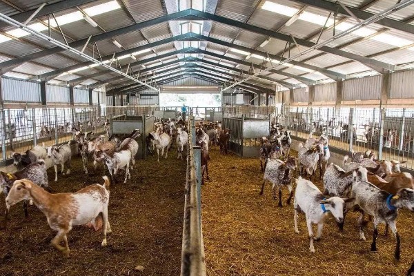 养殖什么比较好养，推荐肉鸽、养鹅等